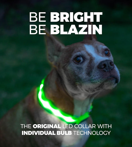 ' Safety LED Dog Collar – USB Rechargeable with Water Resistant Flashing Light